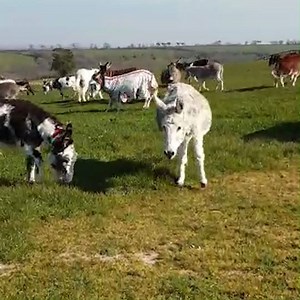 31K views · 3.5K reactions | Here's something to make you smile...  | The Donkey Sanctuary | Facebook