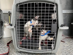 Animals From Across The U.S. Being Adopted On Cape Cod