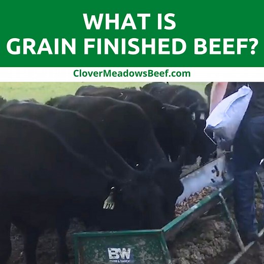 What is Grain Finished Beef? - Clover Meadows Beef
