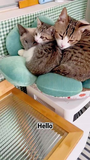Funny Polite Cat Meme