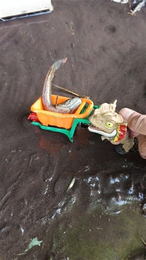 HOW TO CATCHING SNAKEHEAD FISH, - SNAKEHEAD FISH #shorts #fish #channa #viralvideo