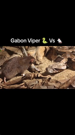 Gabon Viper 🐍 Vs 🐁 ,Wild Animals Hindi #documentary #wildanimals #wildlife #hindi #reels