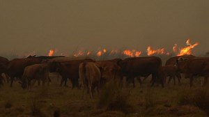 Video. Wildfires rage through large areas in Argentina