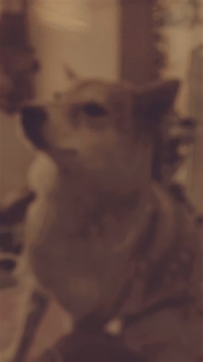 ️⭐️ คอฟฟี่ & โอชิ ลูกค้าโรงแรมของร้าน Oxygen ก่อนส่งกลับบ้าน คุณแม่ให้น้องๆ อาบน้ำตักตักชุดใหญ่กับเรา ถึงน้องจะไม่ชอบอาบน้ำ เวลาพี่ช่างจับตัวก็จะมีความเกรี้ยวกราด ยิ้มหวานให้ตลอดเลย ขอบคุณที่ไว้ใจร้าน Oxygen นะคะ Booking contact branch 1 สาขาเทพารักษ์ Line : https://lin.ee/4RXSrgX 02-100-4892 Open daily 9.00-20.00 (close Tuesdays) Location: near Lotus Srinagarindra https://maps.app.goo.gl/PM1FmCcD7u1iYehb9?g_st=ipc _________________________________ Booking contact branch 2 สาขาสุขุมวิท WhatsApp 