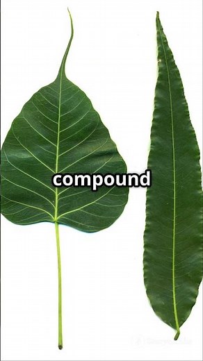 Types of Leaves | Simple | Compound | Pinnately | Palmately | Morphology of Flowering Plants | NEET