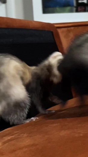 A Day in the Life of a Ferret