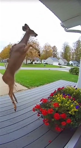 Coyote Attacks Deer, Instantly Regrets It