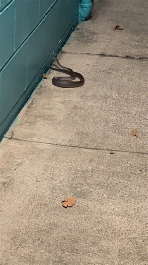 Little Water Python aka rainbow serpent. Outside the amenities last night , he had a good feed and has been relocated. #snakes #townsvillenorthqueensland #fnqlife #travellingaustralia | Bush Chook Adventures