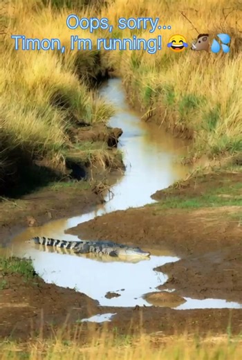 Oops, sorry… Timon, I’m running! 😂🐗💦 #pumba #timonandpumba #funnyanimals #warthog #crocodile
