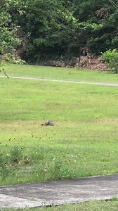 ♦️♦️♦️♦️♦️GRAPHIC♦️♦️♦️♦️♦️ Video posted with permission by the Finder~ Before anyone says “well why didn’t ya’ll put him out of his misery quickly instead of videoing”.... This video was taken by the finder and we were over an hour away. I wish we can twinkle our nose and be at every location instantly but that’s not possible. These awesome Folks followed our instructions explicitly and we thank ya’ll for assisting this precious baby in need. The finder learned of distemper from our page. Not e