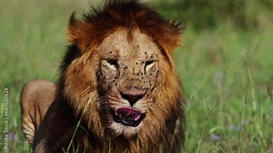 Close up of a lion's (panthera leo) head as it licks its mouth during the morning in Africa.