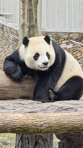 小奇迹的两个哥哥泰山和贝贝今年都上繁育场了，去年姐姐宝宝又当了妈妈。华动曾说，不久的将来小奇迹也一定会当爸爸。美香和添添的四个孩子都拥有繁育的资格。
