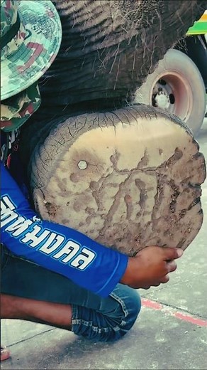 The 5 Most DANGEROUS Animals