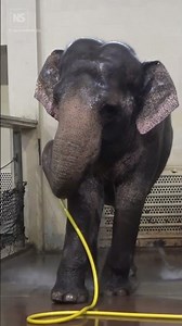 Watch an elephant expertly use a hose to shower 🐘🚿