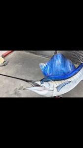 165 reactions · 3 comments | Scale by scale detailing even on our sailfish and marlins. Another fish on its way to its forever home. Immortalizing a wonderful memory. #advancedtaxidermy #fiberglassfish #fishreplica #taxidermy #replicafish #fishart #taxidermyart #fishreplicas | Advanced Taxidermy | Facebook