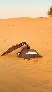 111K views · 462 reactions | El halcón peregrino se alimenta principalmente de otras aves, como palomas y patos. | Escamas | Facebook