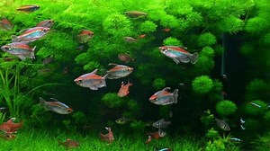 Beautiful freshwater aquarium with various plants and lots of fish. Freshwater aquarium with a large school of fish. Beautiful aquarium view. aquatic space.