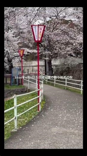 2026年4月5日五百淵公園の散り始めた桜