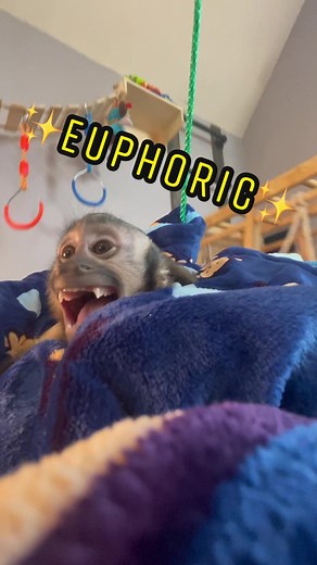 Georgie Boy LLC on TikTok