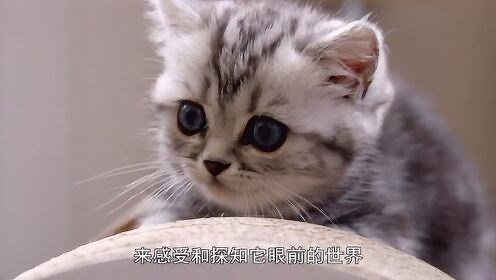 《BBC》小狗与小猫的奇妙世界第3集