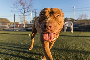 2.4K views · 91 reactions | The shelter is no place for a young dog...