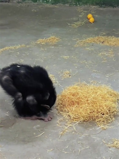 Adorable Chimpanzee Moments at the Zoo