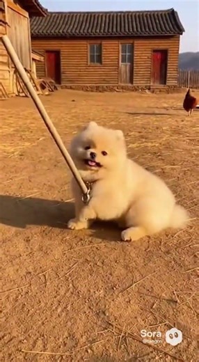The puppy plays with a wooden stick.