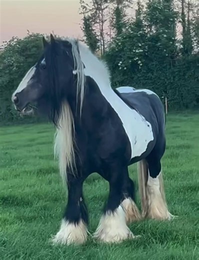 Discover the Unique Breeds of TikTok Horses