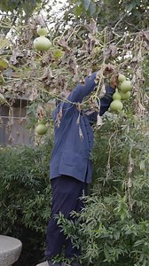 377K views · 5.4K reactions | Hollow out the gourd and fill it with wax to make a kettle, a natural and environmentally friendly production process【阿木爷爷Grandpa Amu】 #阿木爷爷GrandpaAmu #手工 #工藝品 #木工 #reels #shorts #DIY | 阿木爷爷Grandpa Amu | Facebook