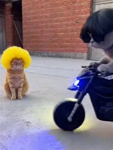 Cool Cat#funny #cats