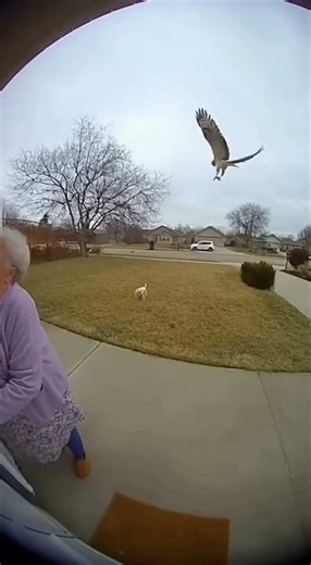 Hawk Tries to SNATCH Small Dog Right Off Lawn! 😱 Owner's Quick Reaction Saves Pet