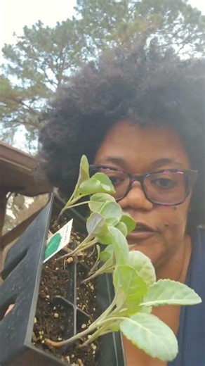 These Garden Deals Are Ridiculous || Spring Planting Haul #gardening #gardeningforbeginners #garden