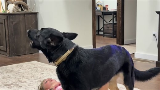 The German shepherd howl! #germanshepherd | The Chase with Ted & Amber