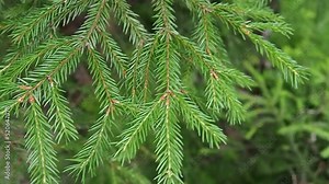 Taiga biome dominated by coniferous forests. Picea spruce, genus of coniferous evergreen trees in the Pine family Pinaceae. Russia, Karelia, Orzega. Christmas tree branches sway in the wind.