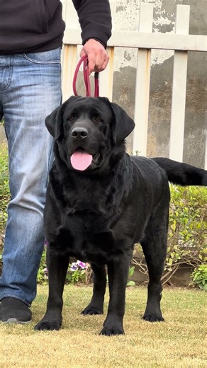 American Standards Labrador 😎 #labrador #dogbreedinginformation #dog #dogs