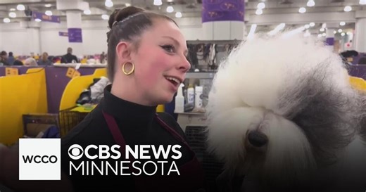 Behind the scenes of the 2025 Westminster Kennel Club Dog Show