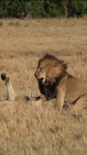 2.6K views · 445 reactions | Chitabe male vs Young lion (lion fight)...