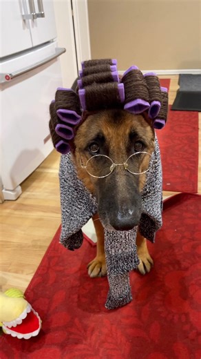 9.8K views · 275 reactions | Costumes are cute, but comfort + safety come first We’re partnering with Thrive Pet Care to spread awareness on pet costume safety this Halloween  4 tips for a safe + happy Halloween with your pup:  Introduce the outfit early  Reward with treats + praise 淋 Keep it comfy  Watch stress signals Because the best costume is the one your dog feels good in  #doglover #halloween #petcare #dogcostume #petcostume | Meet The Chows | Facebook