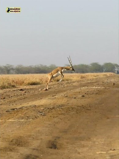 Flying deer - Deer jumping high in air