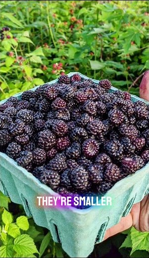 Have you very seen black raspberries?
