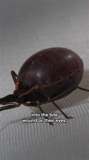 The Kissing Bug Gorges on Your Blood and Then Poops on You | #DeepLook #Shorts