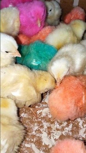 Cute Baby Chicks 🐥🌈 | Colorful & Fluffy Chickens Compilation
