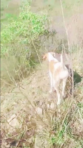 English pointer dog points on partridges