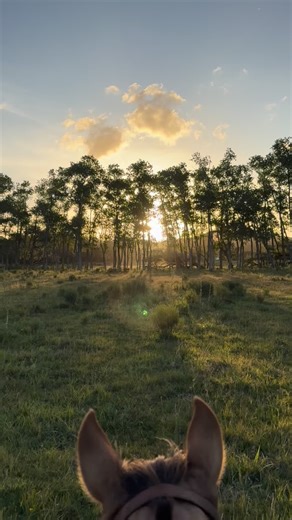 Cabalga-te on Instagram: "El mundo se ve mejor desde las orejas de un caballo #cabalgatasuruguay #caballos #puntadeleste"