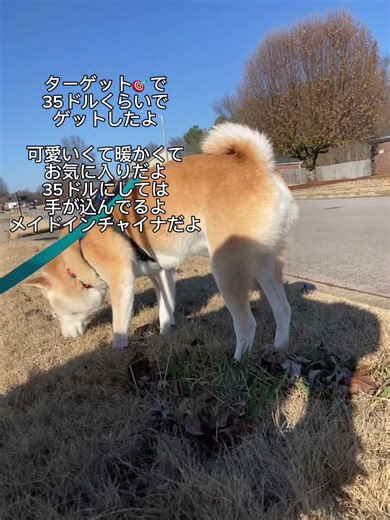 アメリカ田舎駐在中年妻アグリーセーターを着る#アメリカ生活 #アグリーセーター#クリスマス