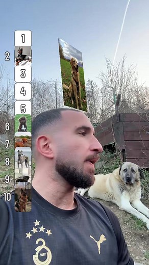Ranking der Hunderassen: Die besten tierischen Freunde!