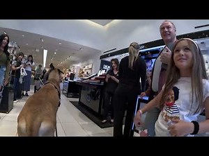 Cash 2.0 Great Dane at the Americana at Brand in Glendale, California 24