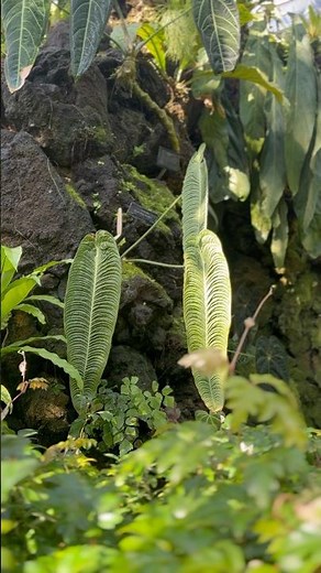 熱帯雨林植物室では、”アンスリウムの王様”と称される#アンスリウム•ベイチーがご覧いただけます。
