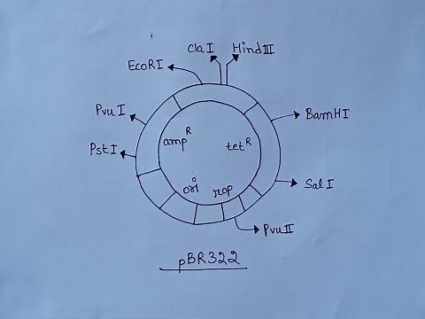 pBR322 | How To Draw pBR322 Cloning Vector | Biology Class 12 Biotechnology
