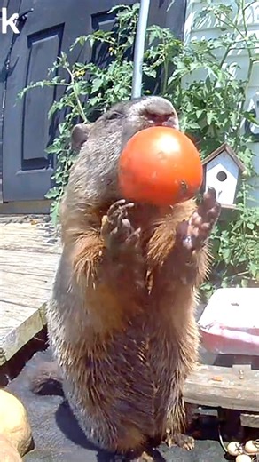 Chunk is Back!! New S7